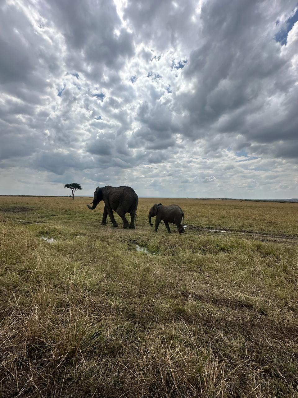 Africa Made Me&nbsp;Softer